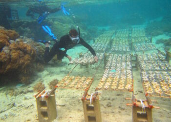 Coral Garden Di Pulau Menjangan